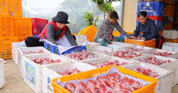 Loại quả trong Nam gọi là mận, ngoài Bắc gọi là roi đắt hàng, dân Đồng Tháp bán một công lãi 40 triệu đồng