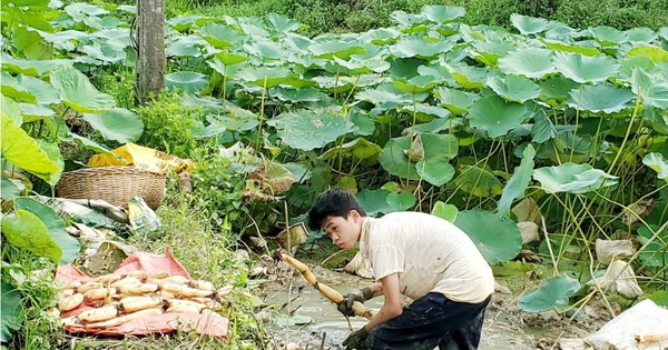 Die Lotuswurzel ist ein Schatz an Antioxidantien und in Korea ebenso wertvoll wie Ginseng. Sie verhilft den Bauern von Lang Son zu Wohlstand.