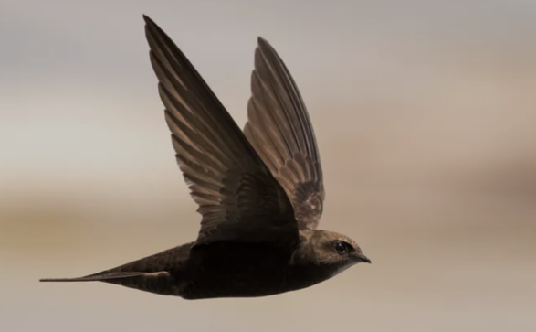 Welt – Erstaunliche Vogelart, die ein ganzes Jahr lang fliegen kann, ohne zu landen (Foto 3).