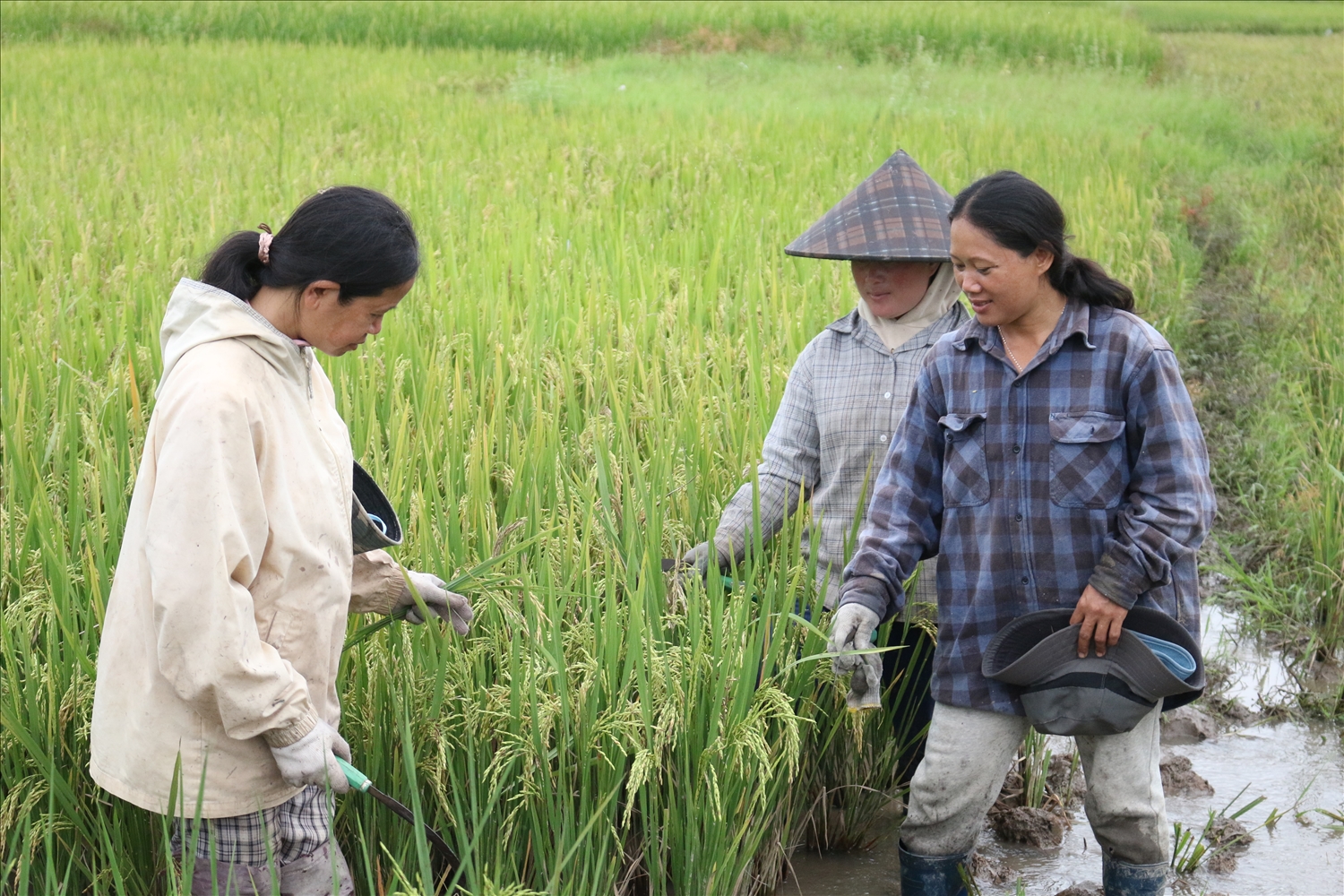 Nhờ sự hỗ trợ từ nguồn vốn của Chương trình MTQG 1719, đồng bào DTTS thôn Giang Lố 1, xã Sa Loong, huyện Ngọc Hồi đã chuyển qua trồng giống lúa ST25 chất lượng cao