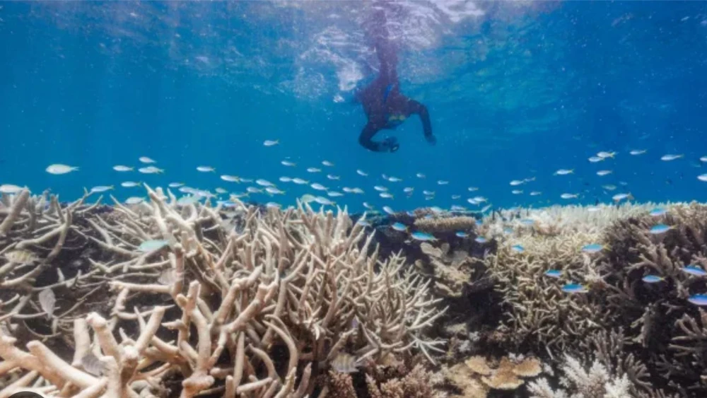 The Great Barrier Reef is bleaching. Photo: AToday