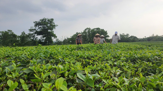 Huyện Hải Hà hiện có khoảng 800ha trồng chè và đang chuyển mạnh sang sản xuất theo hướng hữu cơ. Ảnh: Nguyễn Thành.