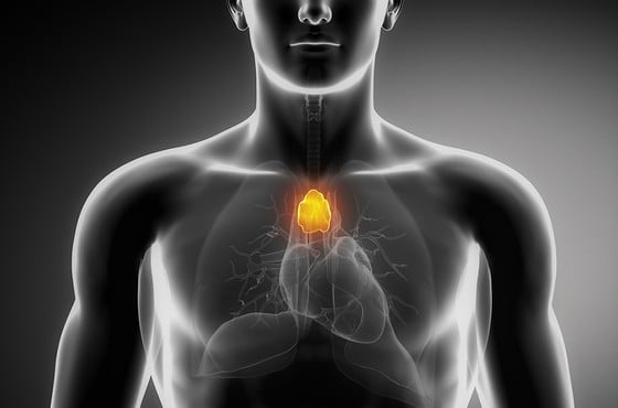La glándula timo participa en la protección del cuerpo humano contra el cáncer.