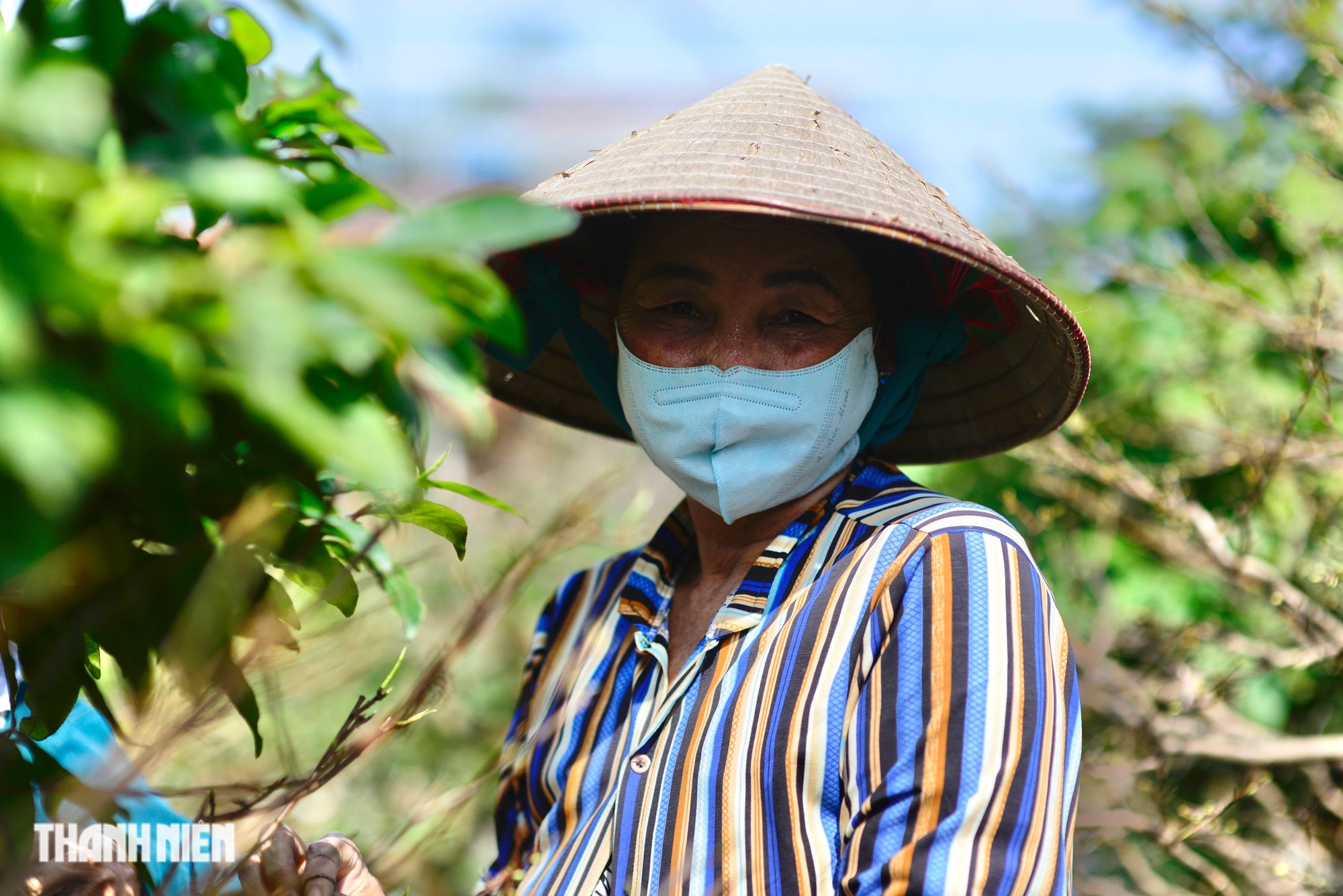 Làng mai tết An Lộc Xuân ở TP.HCM: Mong nắng ấm chiều lòng người- Ảnh 7.