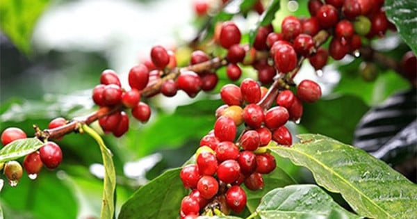 Coffee prices continue to set records, could Vietnam lose its advantage to Brazil?