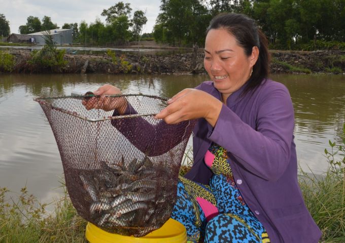 เกษตรกรในตำบลตานถันจับปลาโกบี้ ภาพโดย : อัน มินห์