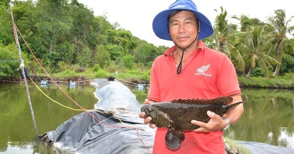 キエンザン省の森に入ると、農家がこのような巨大なハタを飼育し、富裕層に高値で売っているのを見て驚きました。