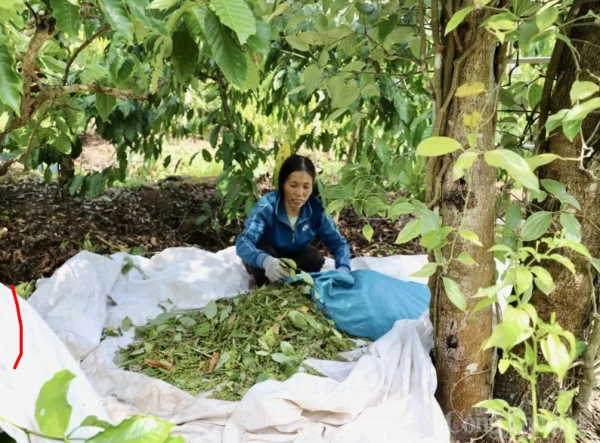 កើនឡើង ៣,០០០ដុង/គីឡូក្រាម, ដាកឡាក់ ឡើងដល់កំពូលថ្មី ១៤០,០០០ដុង/គីឡូក្រាម