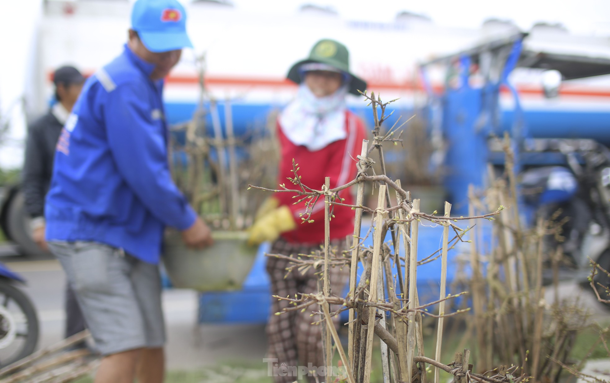 Gardeners are busy setting up stalls and putting mai flowers on the street to 'keep' customers, photo 4