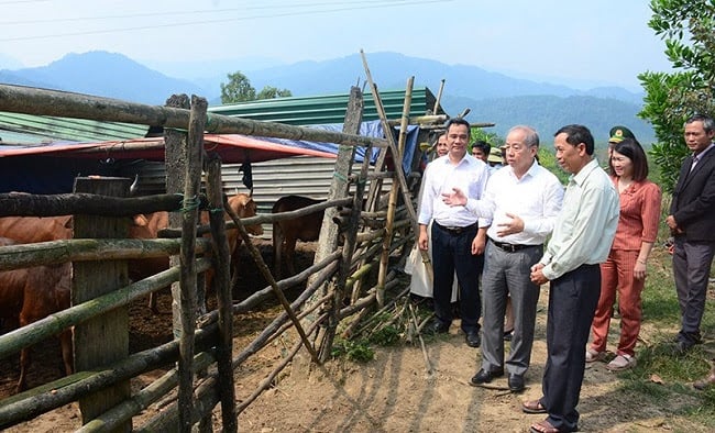 Nuôi bò vàng A Lưới- mô hình thoát nghèo bền vững  - Ảnh 3.