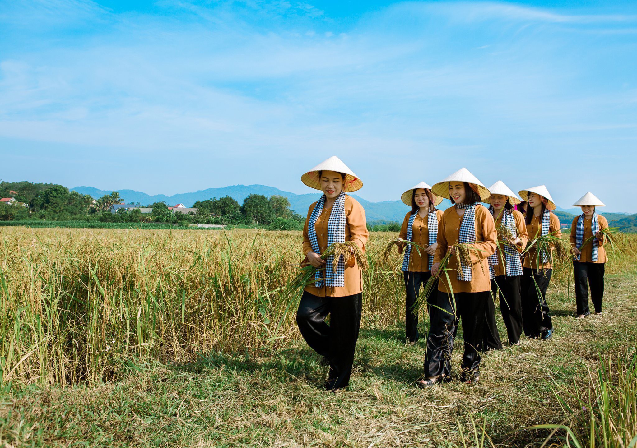 Hỗ trợ bà con vùng DTTS và miền núi làm kinh tế từ mô hình canh tác nếp khoái đen- Ảnh 3.