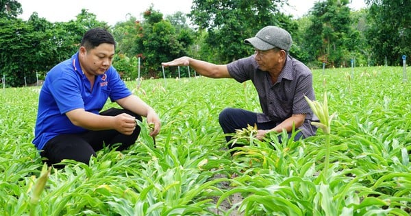 Trồng loài cây được coi là "thần dược" kháng ung thư, nông dân một xã ở Tây Ninh không lo ế hàng