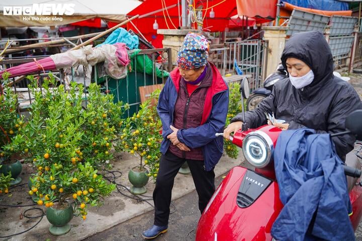 Bà Trần Thị Hồng (tiểu thương tại chợ Quảng An) cho biết: "Quất cảnh này được tôi nhập trực tiếp từ Hưng Yên về để bày bán từ hơn 10 ngày nay, trung bình mỗi ngày tôi bán khoảng 5 - 6 chậu. Nhờ thế, hơn 100 chậu quất được nhập về đến nay đã bán gần hết, chỉ còn khoảng 30 chậu".