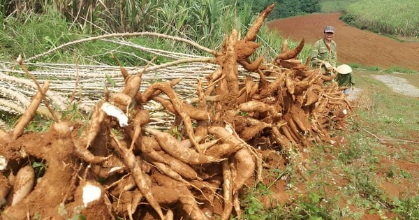 Vietnam unexpectedly becomes the largest supplier of a type of starch to China