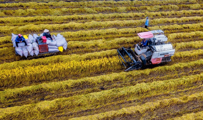 Récolte du riz dans la province de Hau Giang. Photo : An Binh