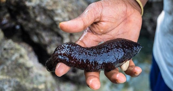 베트남에는 영양가가 높아 못생길수록 비싼 종류의 해삼이 있습니다. 무엇인가요?