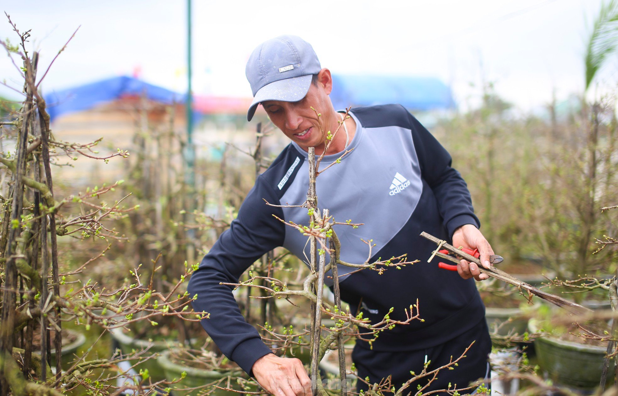 Gardeners are busy setting up stalls and putting mai flowers on the street to 'keep' customers. Photo 1