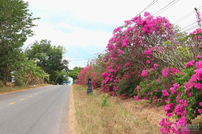 El misterio del camino de buganvillas de 25 km en medio de la selva en Dong Nai foto 5