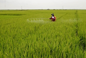 Many pests and diseases appear to harm summer-autumn rice.