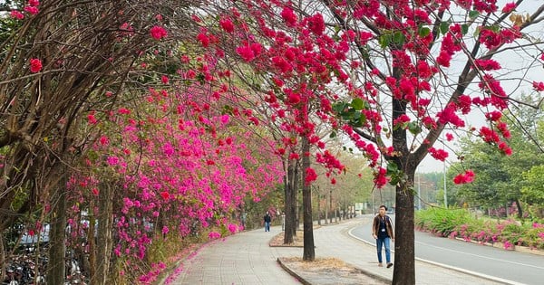 Eine wunderschöne Bougainvillea-Straße wie im Film im Stadtgebiet der Ho Chi Minh City National University sorgt in den sozialen Netzwerken für Aufsehen.