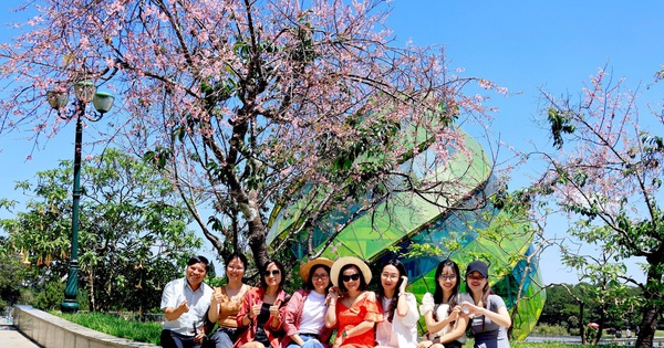 Los cerezos de Dalat florecen en la estación seca, algo nunca visto antes