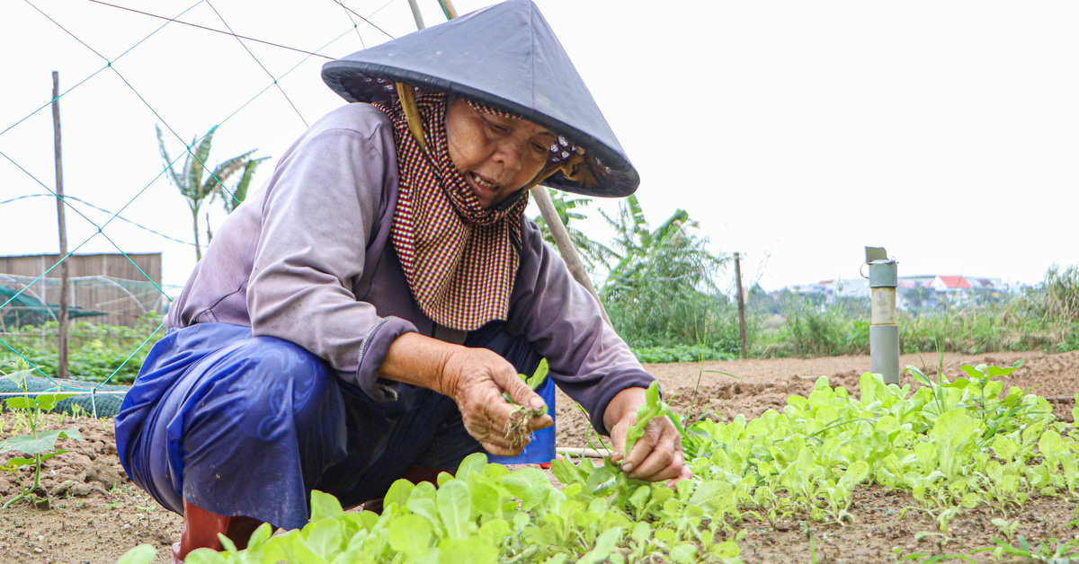 テト近く野菜価格が上昇、ダナンの農家は売れる野菜がない