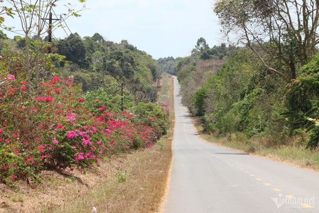 El misterio del camino de buganvillas de 25 km en medio de la selva en Dong Nai foto 7