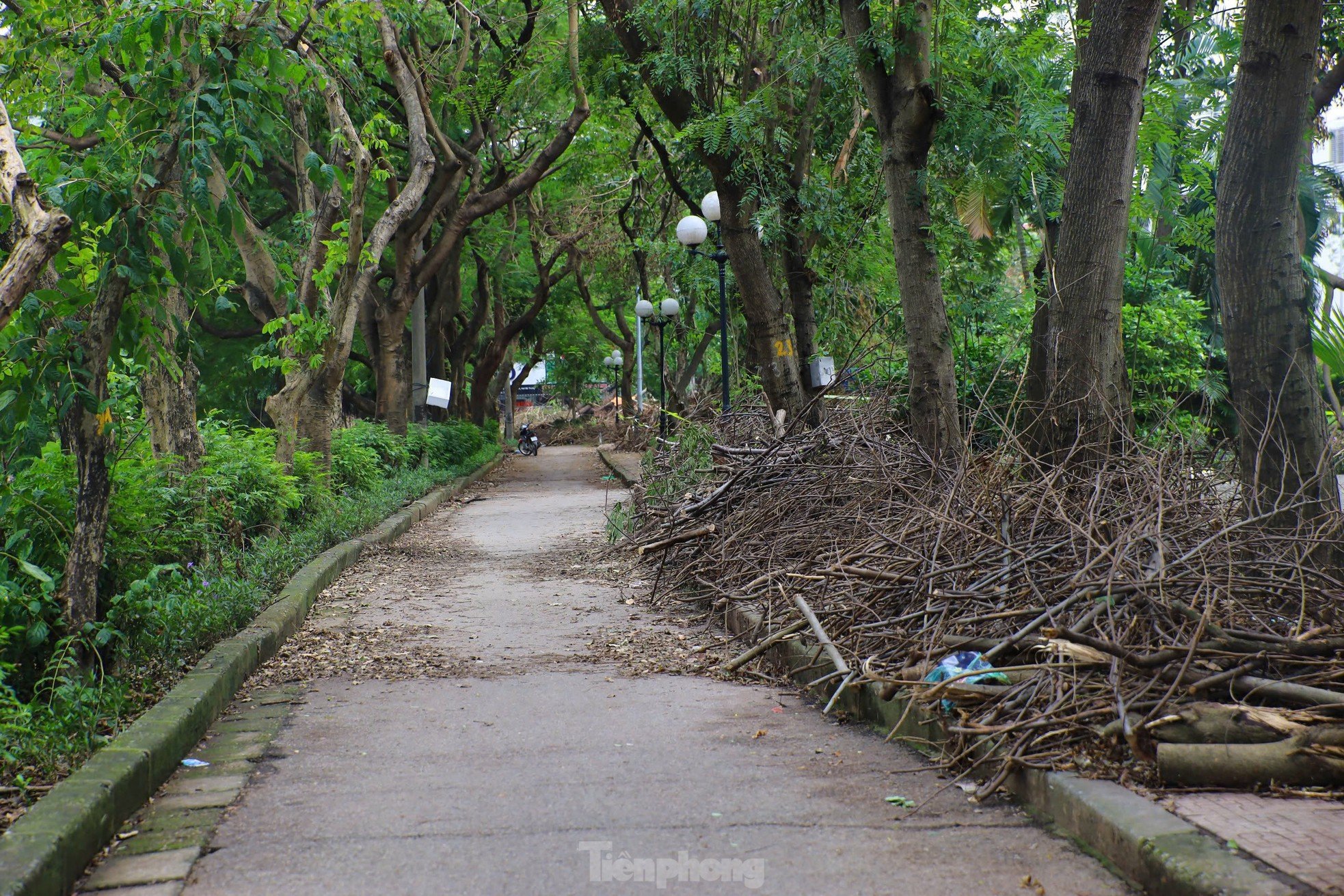 ហេតុអ្វី​បាន​ជា​សួន​ឧទ្យាន​ហាណូយ​នៅ​តែ​មាន​ដើមឈើ​រលំ​? រូបថត 6