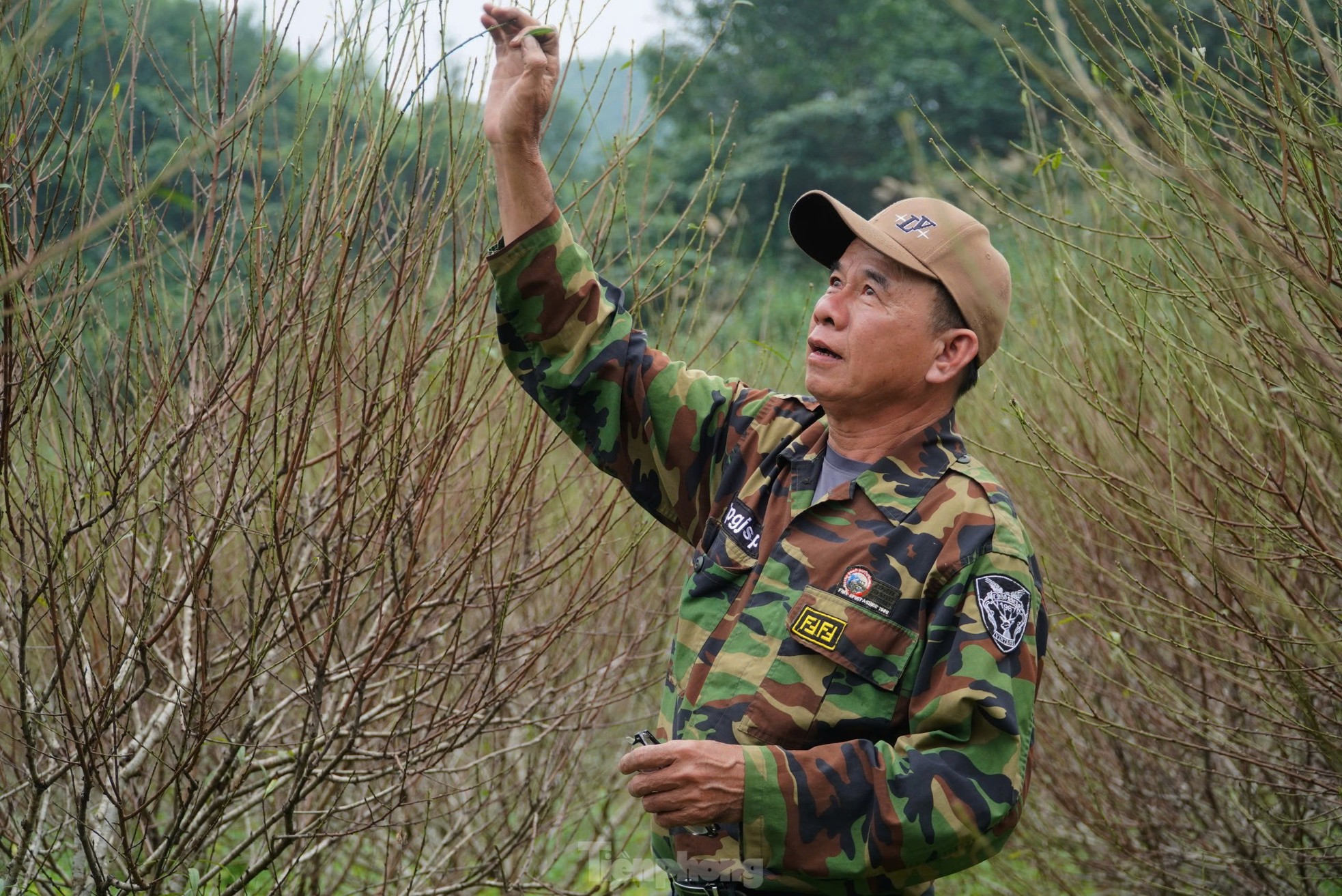 Tận thấy người dân làng đào lớn nhất Hà Tĩnh tuốt lá, dưỡng nụ đón Xuân về ảnh 11