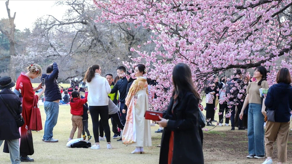 Touristen betrachten Kirschblüten in Tokio, Japan. Foto: JAPAN TIMES