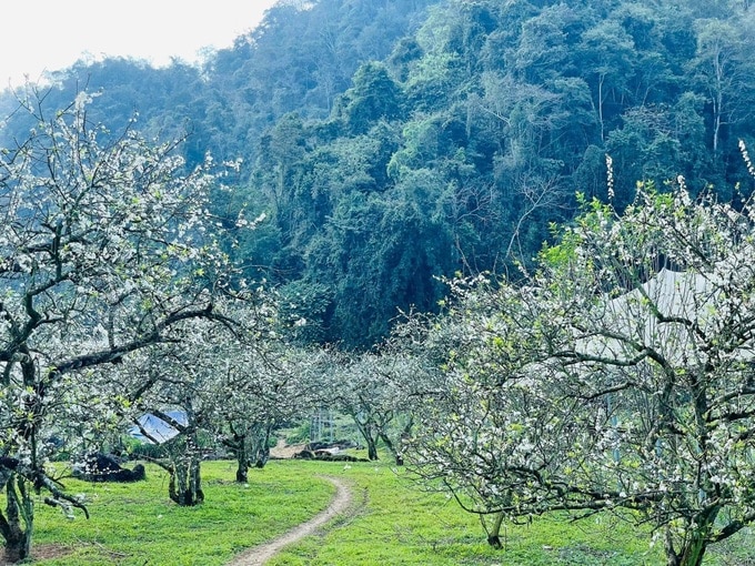 Acampar durante la noche en medio de un jardín de ciruelos de ensueño en Moc Chau - 1