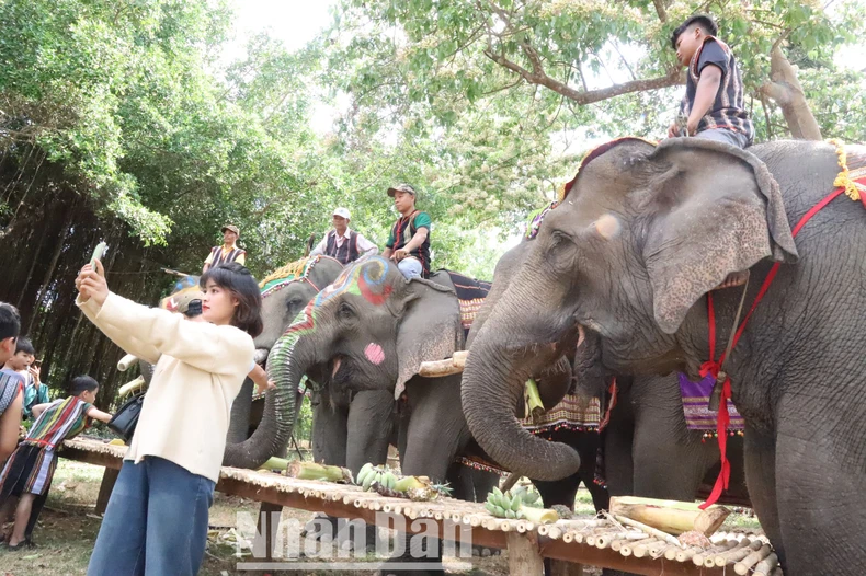 [Photo] ท่องเที่ยวเป็นมิตรกับช้าง ภาพที่ 8