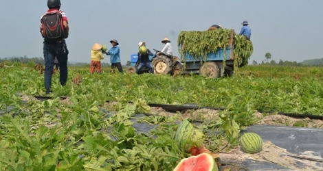 Quang Ngai lockt Unternehmen mit Investitionen, um 1.500 Hektar sicheres Gemüse anzubauen