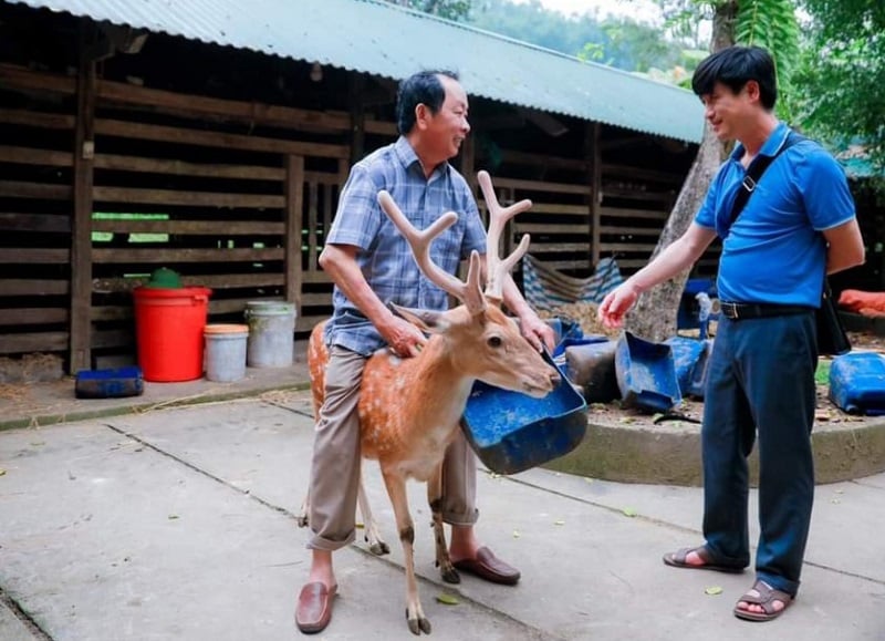 Hươu l&agrave; lo&agrave;i vật rất nh&uacute;t nh&aacute;t, nhưng điểm kh&aacute;c biệt của con hươu n&agrave;y l&agrave; th&acirc;n thiện với mọi người