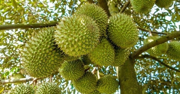 ¿Cuál es la razón por la que el Ministerio de Agricultura emitió regulaciones para bloquear la cosecha de durian joven?