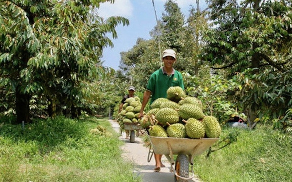 Bảo đảm truy xuất nguồn gốc của sầu riêng là một trong những yếu tố cơ bản mà các doanh nghiệp cần đáp ứng.