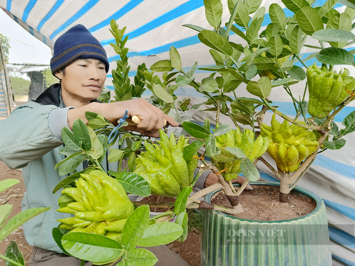 Cận Tết, cây bonsai 