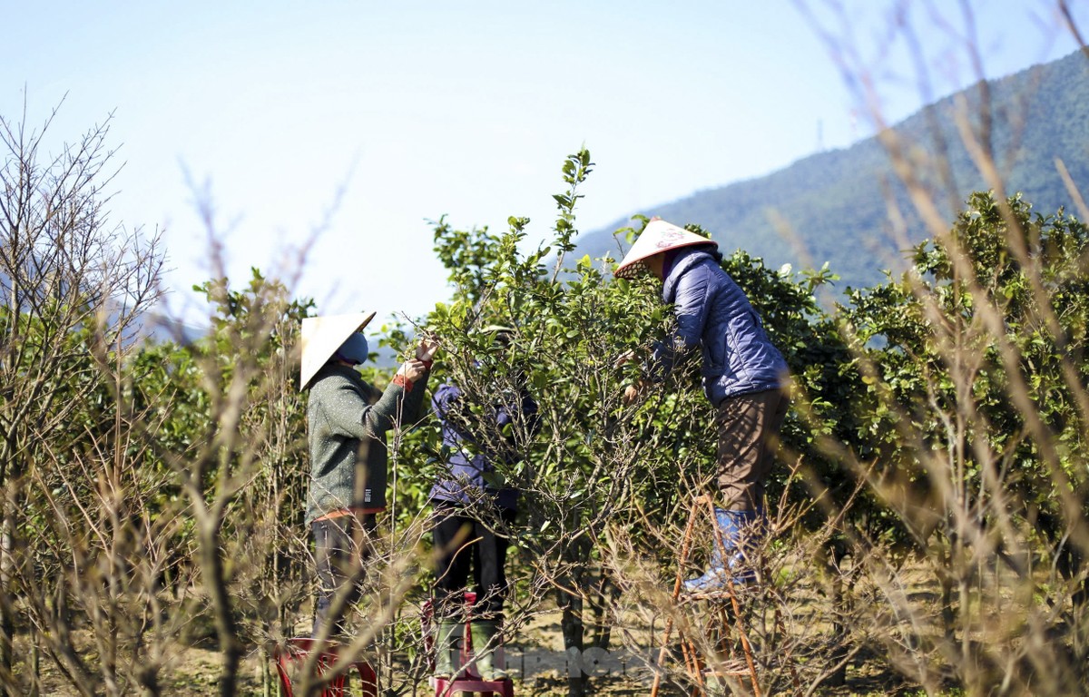 Ha Tinh farmers install 'magic eyes' to protect yellow apricot flowers to welcome Tet photo 1