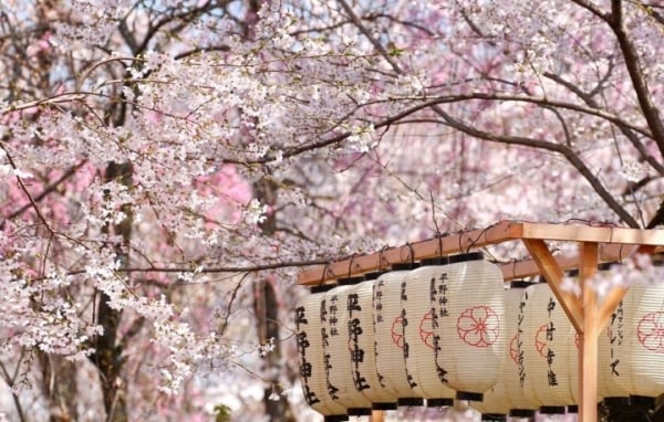 From cultural icon to Japan's "cherry blossom diplomacy"