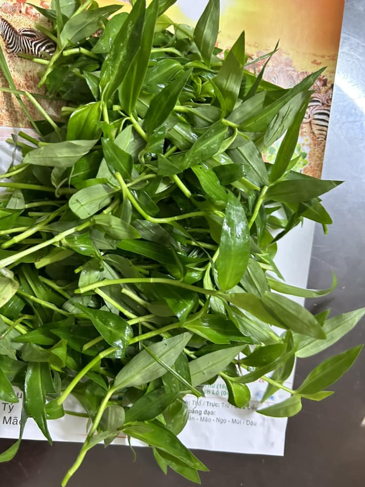 Rau rừng, rau dại này loài thỏ ham ăn, ai ngờ vặt về luộc chấm nước cá kho thì bụng no miệng vẫn thèm - Ảnh 2.