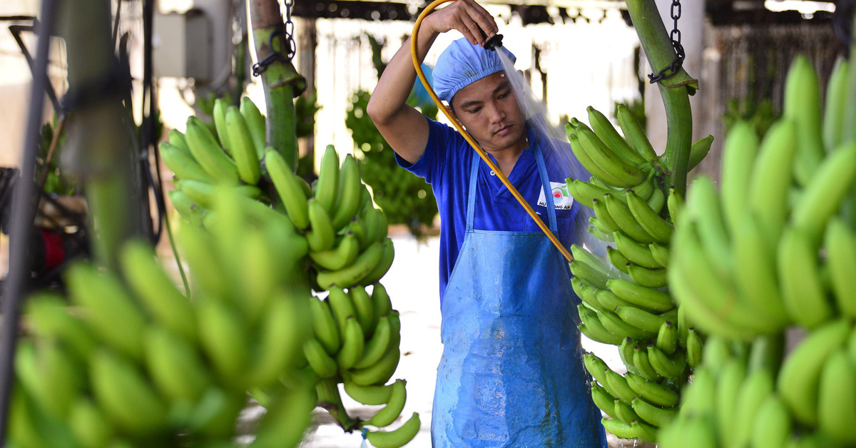 Las exportaciones de frutas y verduras de Vietnam alcanzan un nuevo récord, ¿llegarán a los 10 mil millones de dólares como los mariscos?