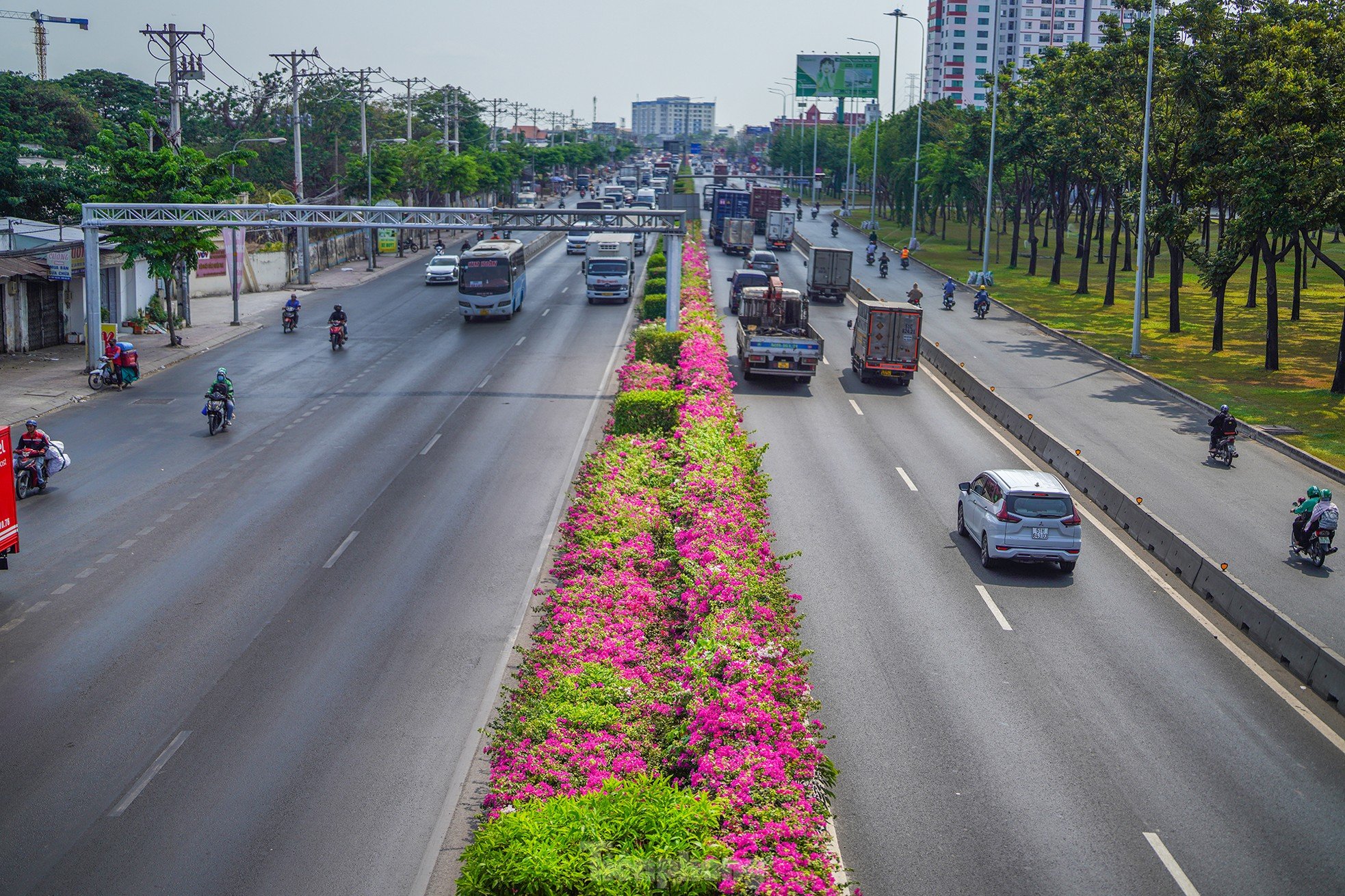 Hoa giấy rực rỡ giữa tiết trời nắng gắt trên quốc lộ 1A ảnh 3