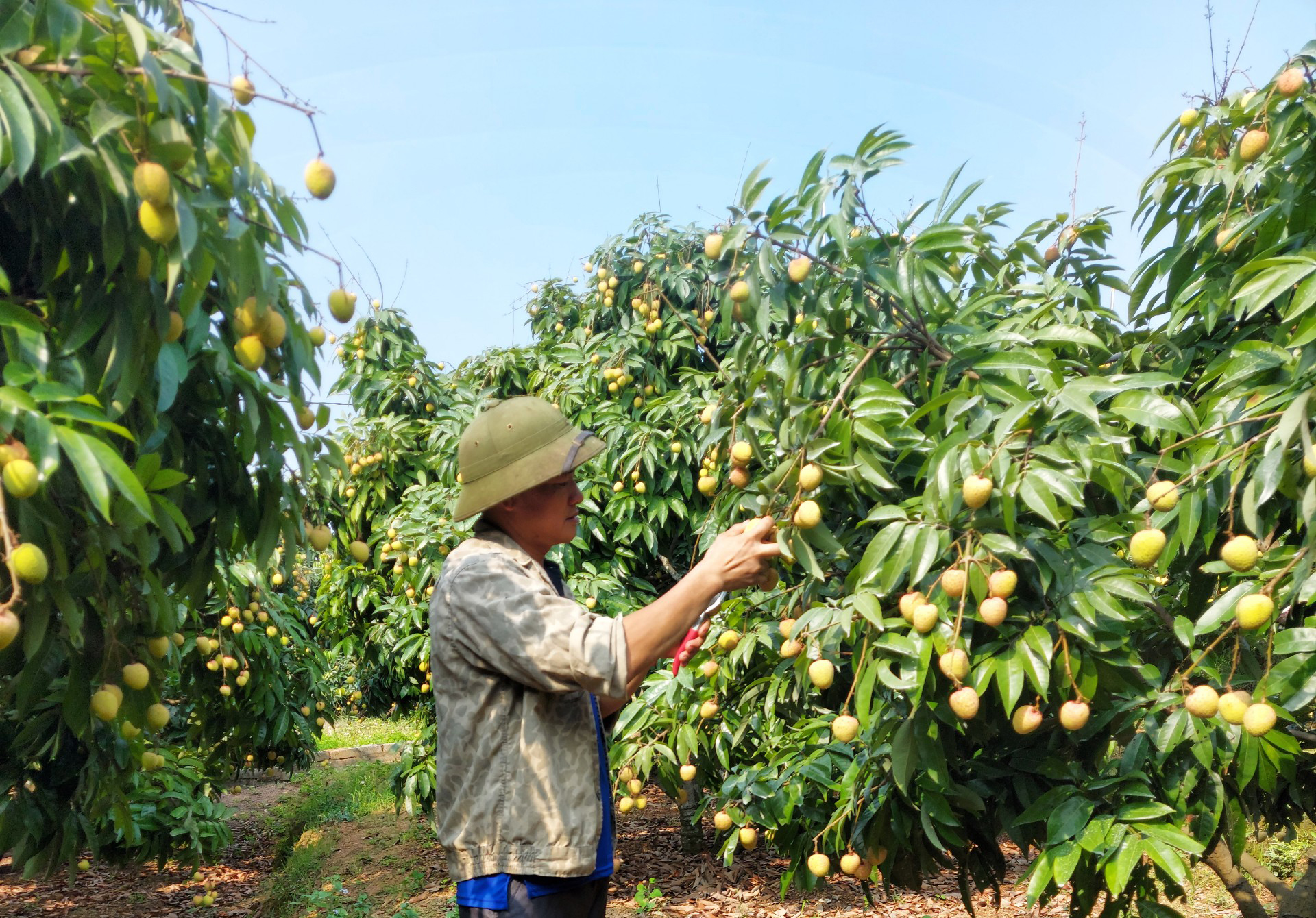 Siết chặt chất lượng vải thiều xuất khẩu sang Nhật  - Ảnh 1.