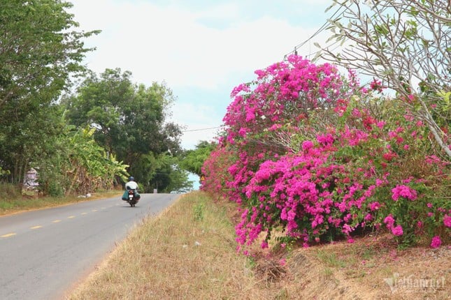 El misterio del camino de buganvillas de 25 km de largo en medio de la selva en Dong Nai foto 1