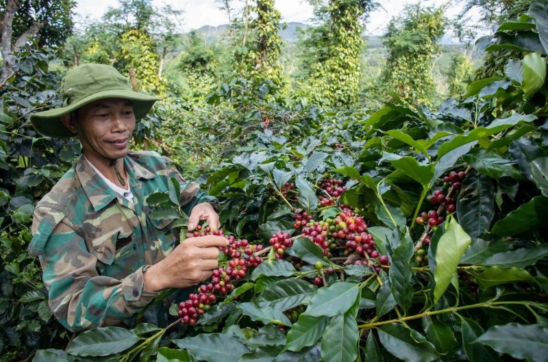 Avec un début favorable, les exportations de café devraient connaître un succès important en 2024