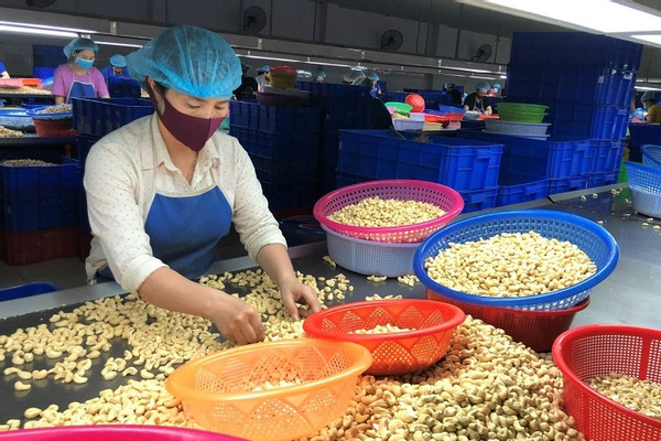 Countries massively import Vietnamese cashew nuts