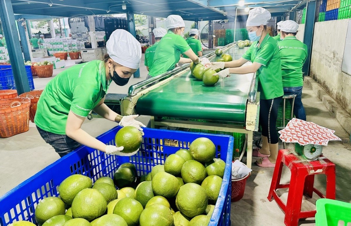 De nouvelles opportunités pour les fruits vietnamiens de se faire connaître dans le monde