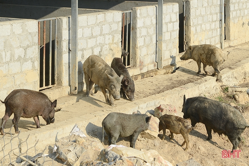 9X Nghi Xuan recupera tierras montañosas para criar cientos de jabalíes
