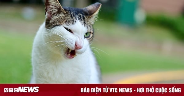 Bewährungsstrafe wegen Katzenhaltung