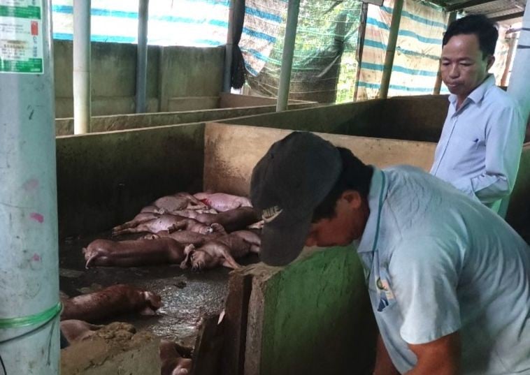 La peste porcine africaine se propage dans 8 des 11 districts et villes de Tien Giang